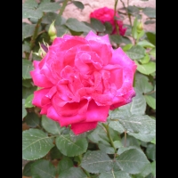 Rose rose 2